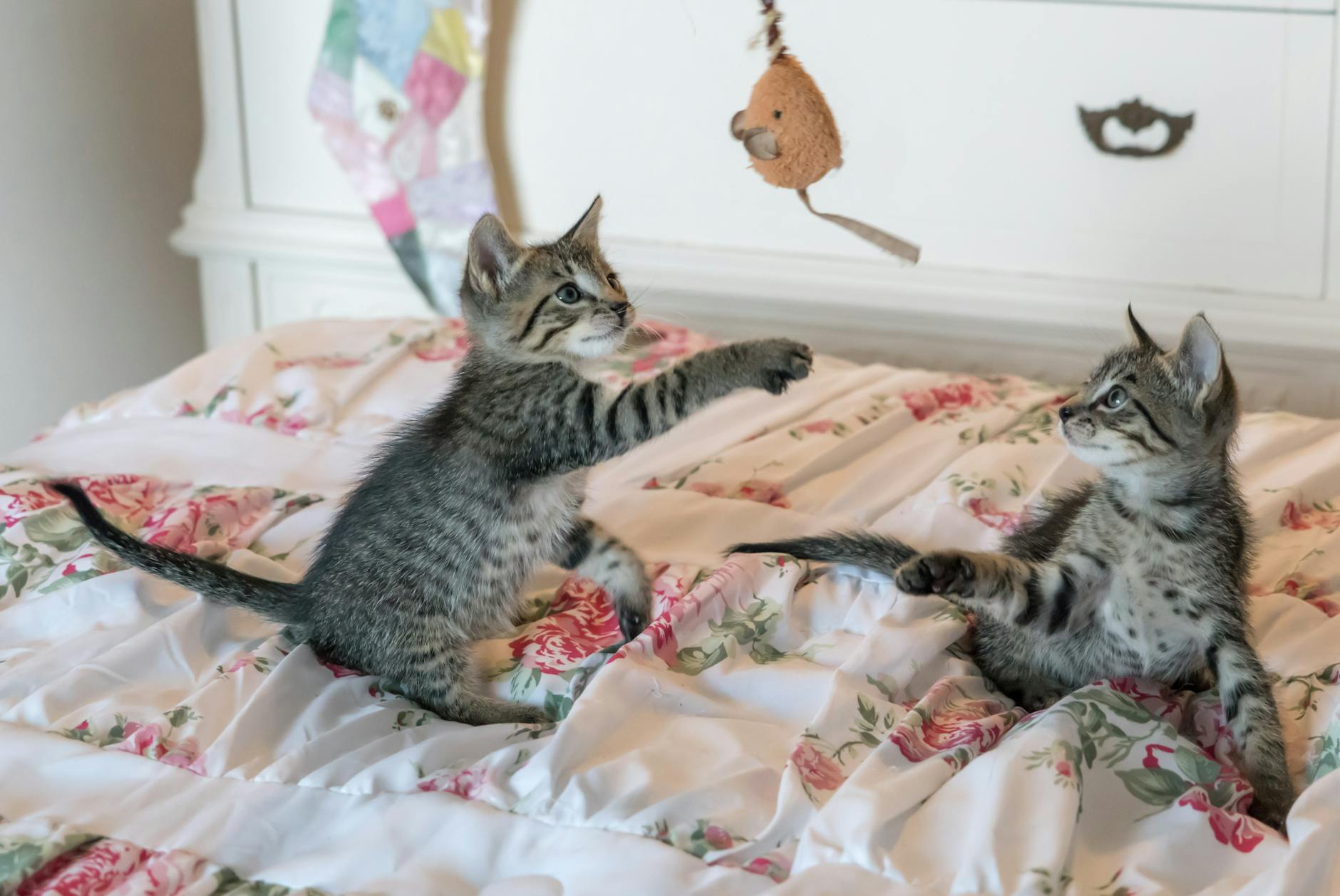 7 Curiosidades Sobre Gatos Que Você Precisa Saber 3 tabby kittens on floral comforter