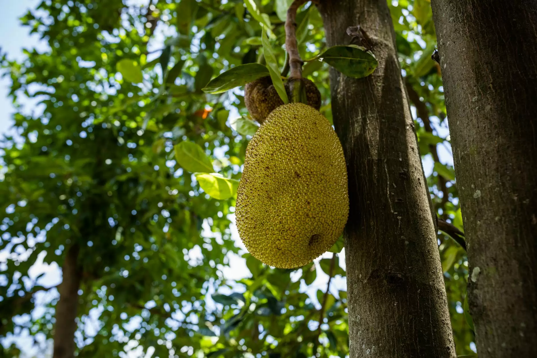 frutas exoticas, frutas da asia, frutas tropicais - jaca