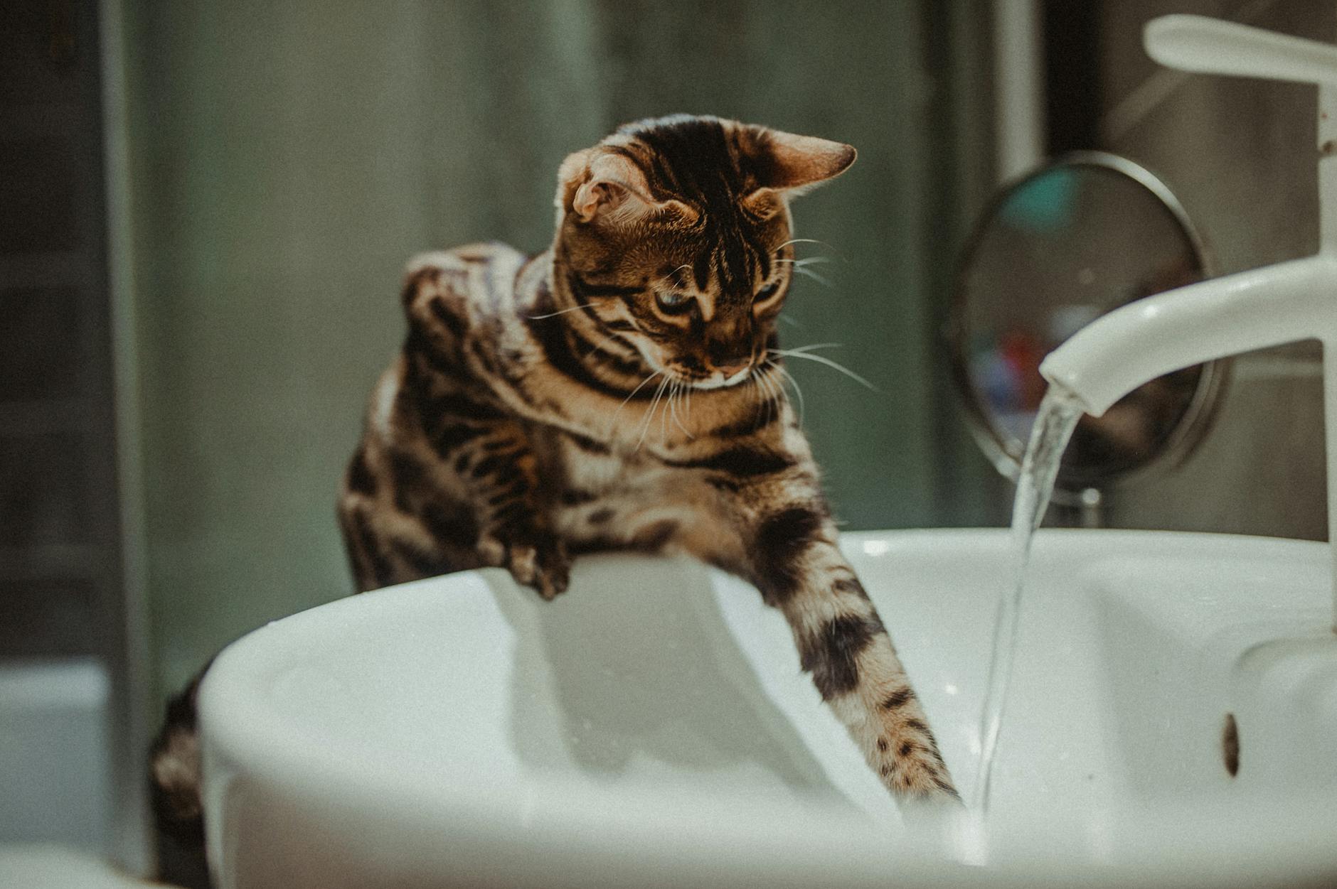 7 Curiosidades Sobre Gatos Que Você Precisa Saber 7 cat touching tap water running from sink