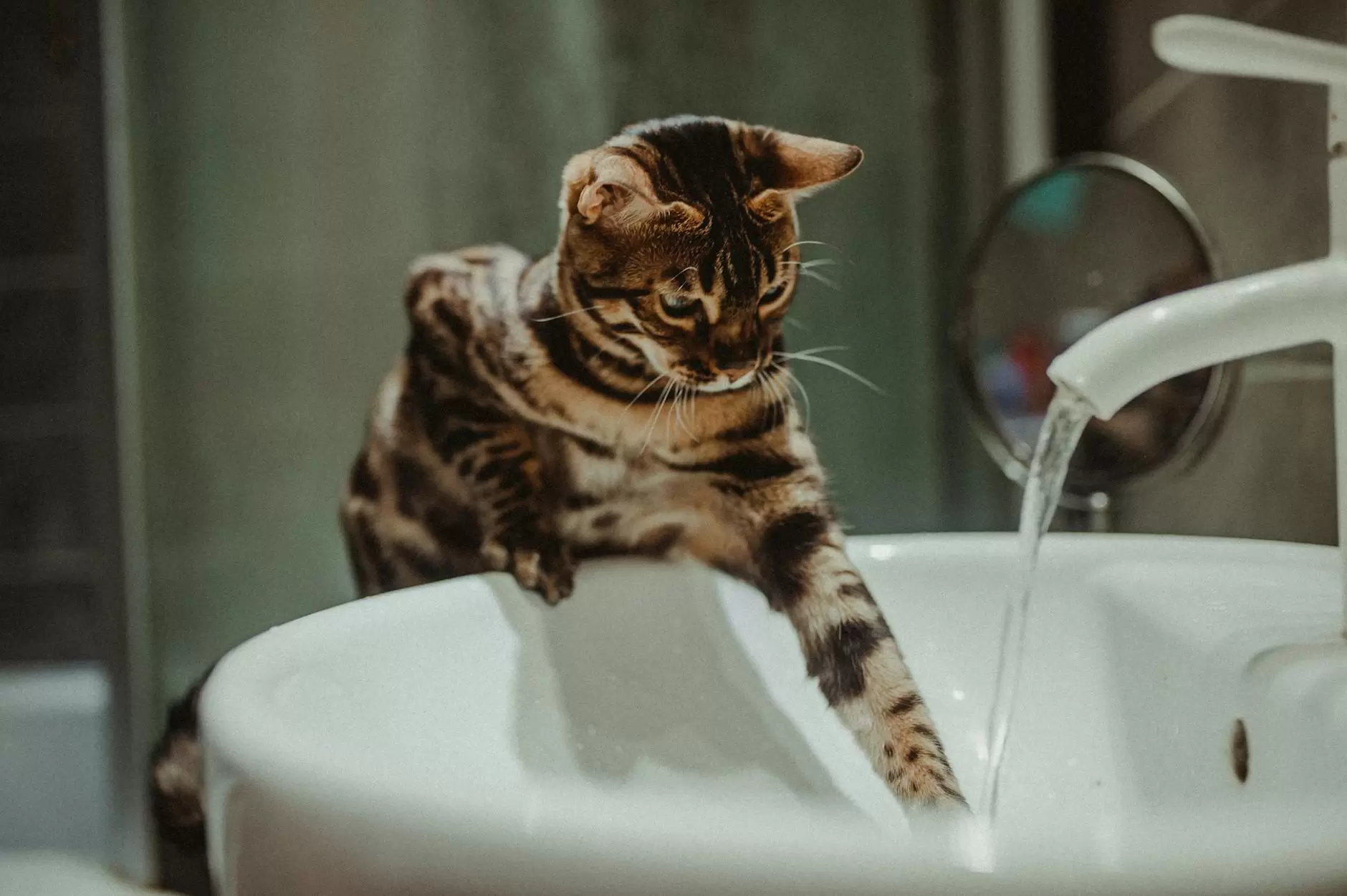cat touching tap water running from sink