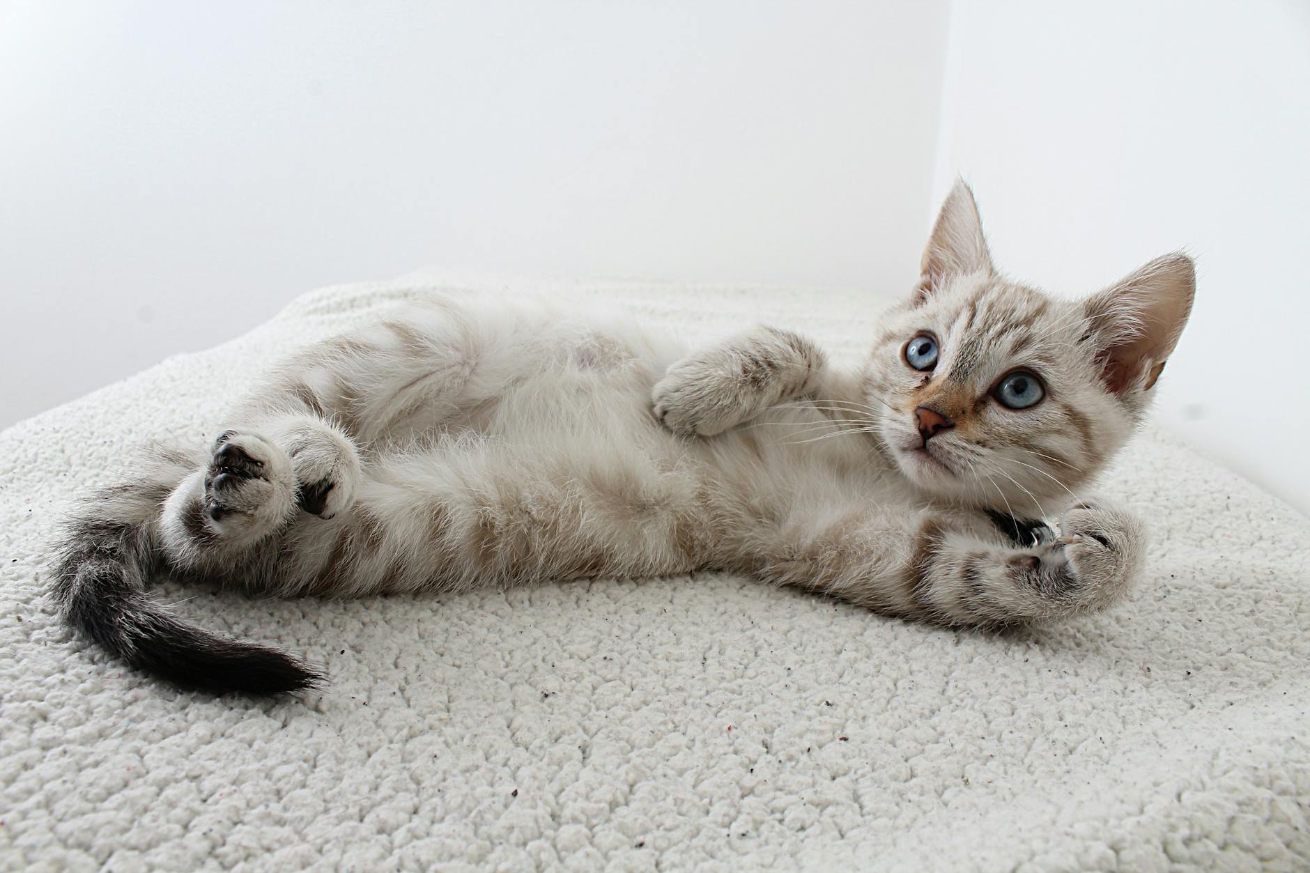 7 Curiosidades Sobre Gatos Que Você Precisa Saber 8 photo of grey tabby kitten lying down