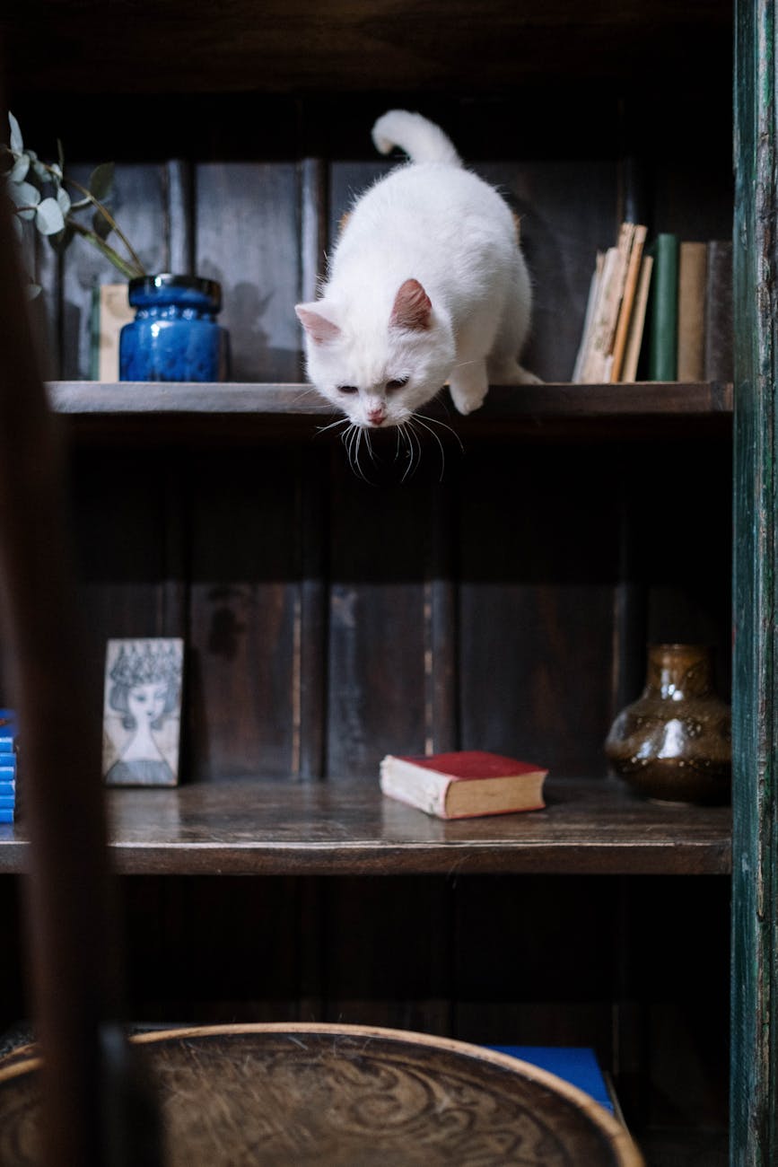 7 Curiosidades Sobre Gatos Que Você Precisa Saber 5 white cat ready to jump