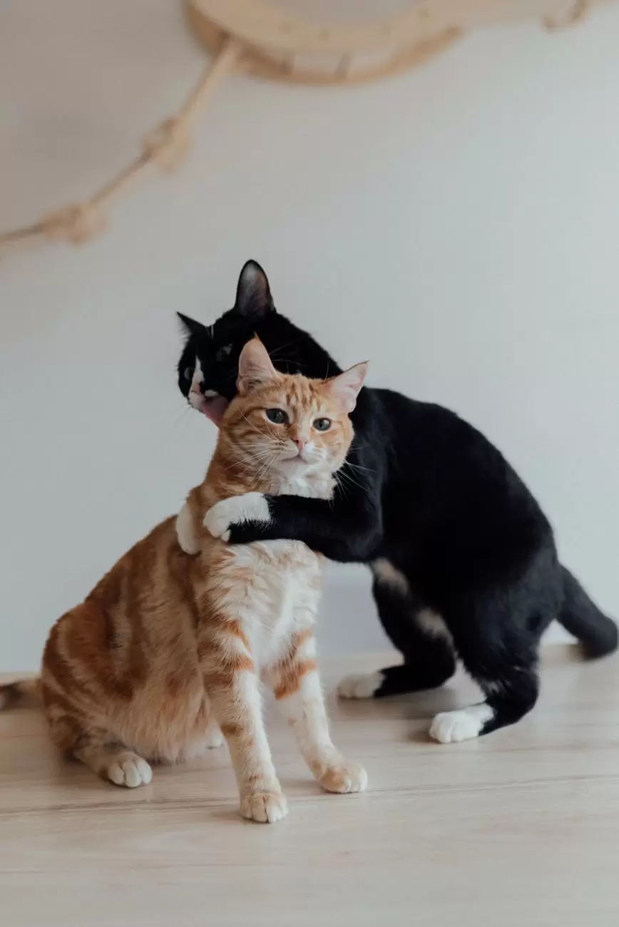 a tuxedo cat hugging the orange tabby cat
