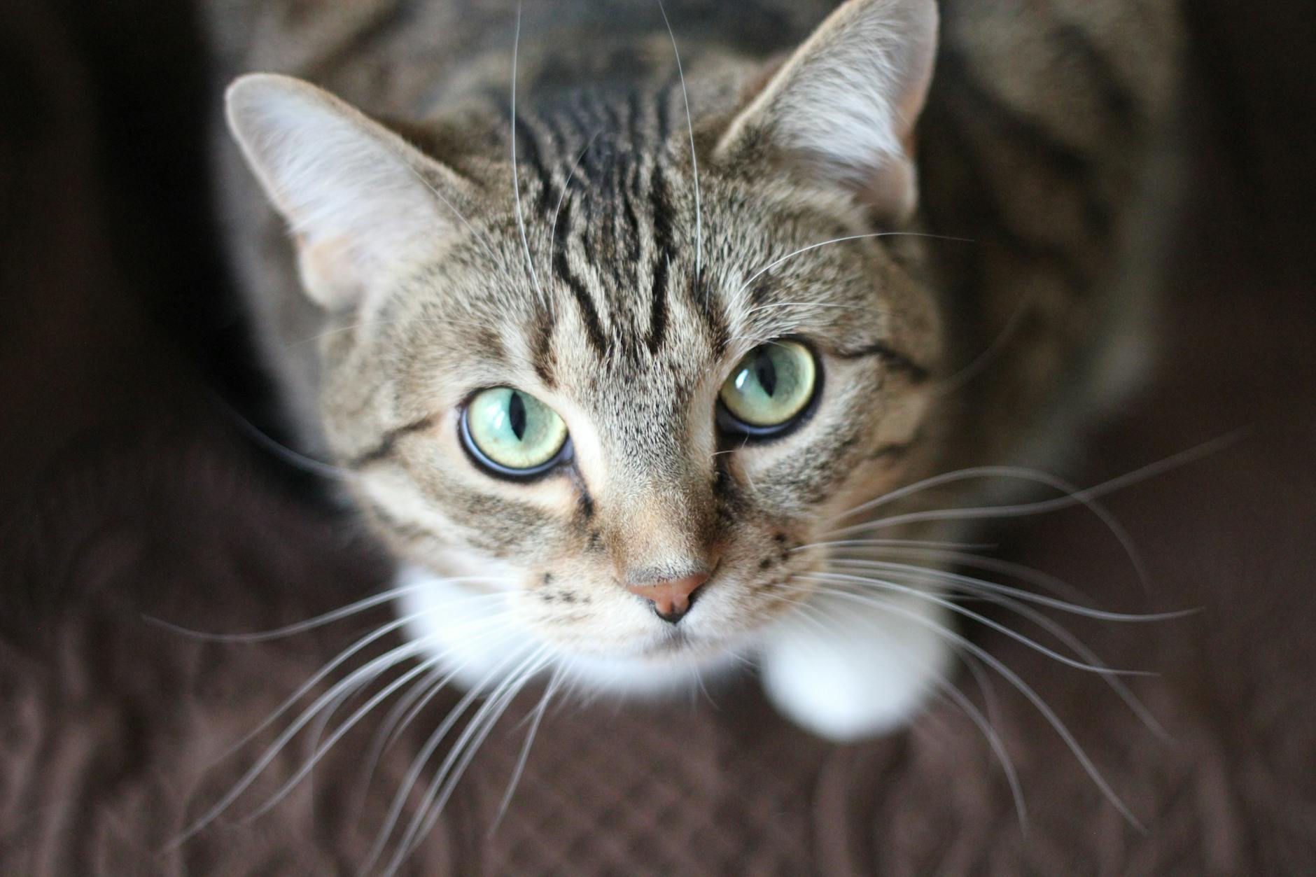 7 Curiosidades Sobre Gatos Que Você Precisa Saber 6 short coated gray cat
