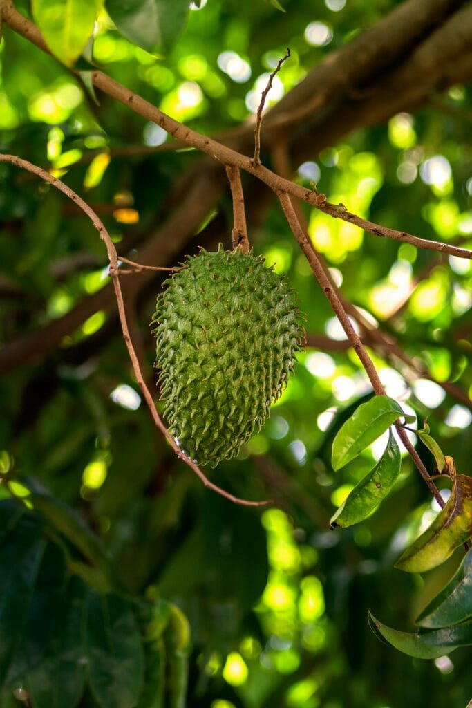 As 5 Melhores Frutas Tropicais para uma Dieta Saudável 6 Melhores Frutas Tropicais do Brasil - graviola