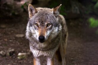 10 Curiosidades Incríveis Sobre Lobos