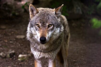 10 Curiosidades Incríveis Sobre Lobos