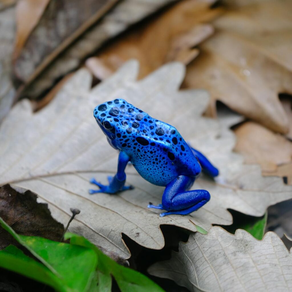 Animais que usam veneno para se proteger: conheça os mais surpreendentes 2 Animais que usam veneno para se proteger: conheça os mais surpreendentes