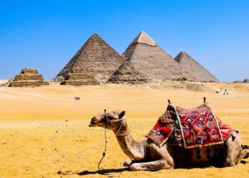 Quanto Custa um Camelo? A Resposta Vai te Surpreender (e Não é Apenas Dinheiro) 6 Um camelo ajoelhado no deserto do Egito com as pirâmides de Gizé ao fundo. Quanto custa um camelo?