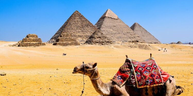Quanto Custa um Camelo? A Resposta Vai te Surpreender (e Não é Apenas Dinheiro) 5 Um camelo ajoelhado no deserto do Egito com as pirâmides de Gizé ao fundo. Quanto custa um camelo?