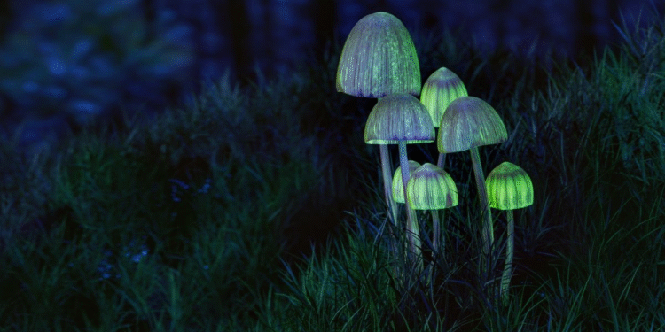 Um grupo de cogumelos psilocibinos crescendo no meio de uma floresta úmida e sombria, com musgo cobrindo o chão e luz suave atravessando as árvores altas. Os cogumelos têm chapéus arredondados, tons terrosos e um brilho levemente mágico, como se tivessem propriedades místicas. A cena transmite um clima misterioso, natural e levemente psicodélico. LSD