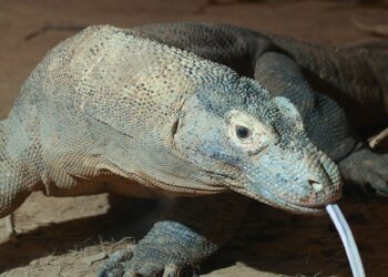 Não é Apenas um Lagarto Gigante: 10 Curiosidades Letais Sobre o Dragão-de-Komodo que a Ciência Revelou 5 Dragão-de-Komodo em close-up com a língua bifurcada para fora.