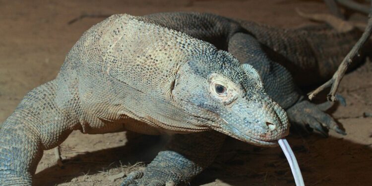 Não é Apenas um Lagarto Gigante: 10 Curiosidades Letais Sobre o Dragão-de-Komodo que a Ciência Revelou 4 Dragão-de-Komodo em close-up com a língua bifurcada para fora.